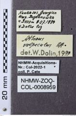 Etiketten zu Hemicrepidius vulpeculus (NHMW-ZOO-COL-0008959)